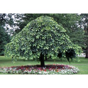 Brest horský (Ulmus glabra) ´CAMPERDOWNII´ - výška 220-250 cm, obvod kmeňa: 4/6 cm, kont. C10/12L